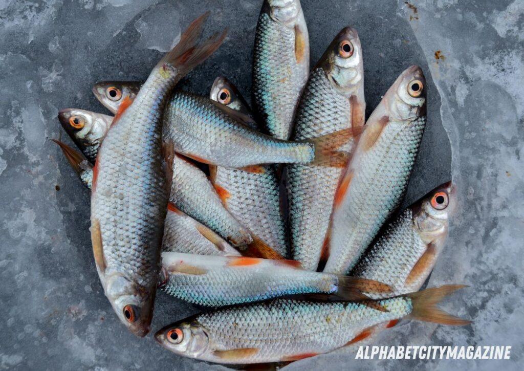 Quanto dura il pesce