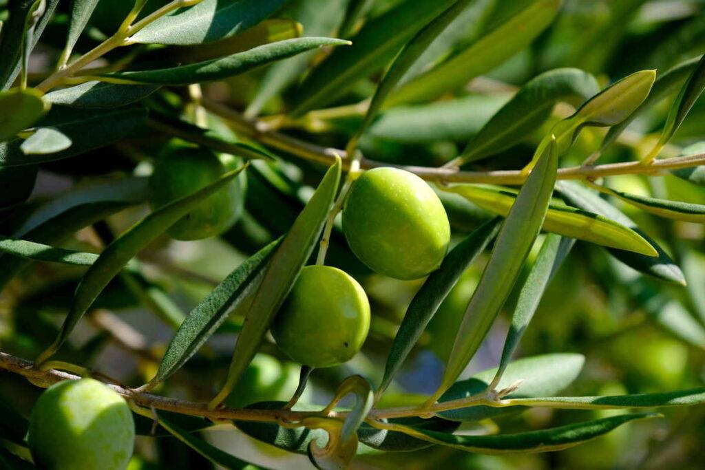 foglie di olivo controindicazioni