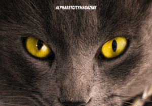 Sognare un gatto nero: cosa vuol dire?