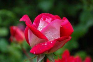 Quando si regalano i Fiori