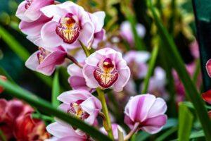 Concimi naturali per orchidee da preparare in casa