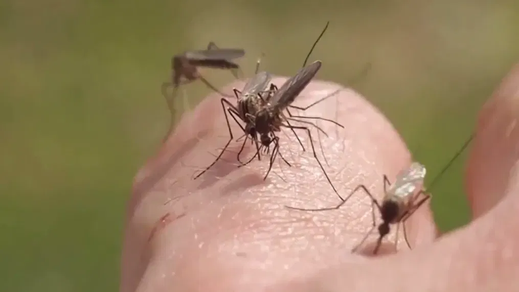 Virus West Nile: cos’è, come si prende, sintomi e il primo caso tra Roma e Latina