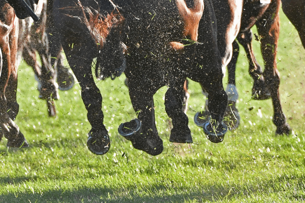 Palio di Siena agosto 2025, assegnati i cavalli: la sorte bacia Leocorno, Civetta e Valdimontone