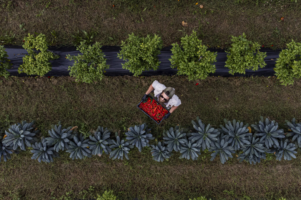 B-Orto: il piccolo orto che accende il gusto. Peperoncini coltivati, selezionati e trasformati in Friuli