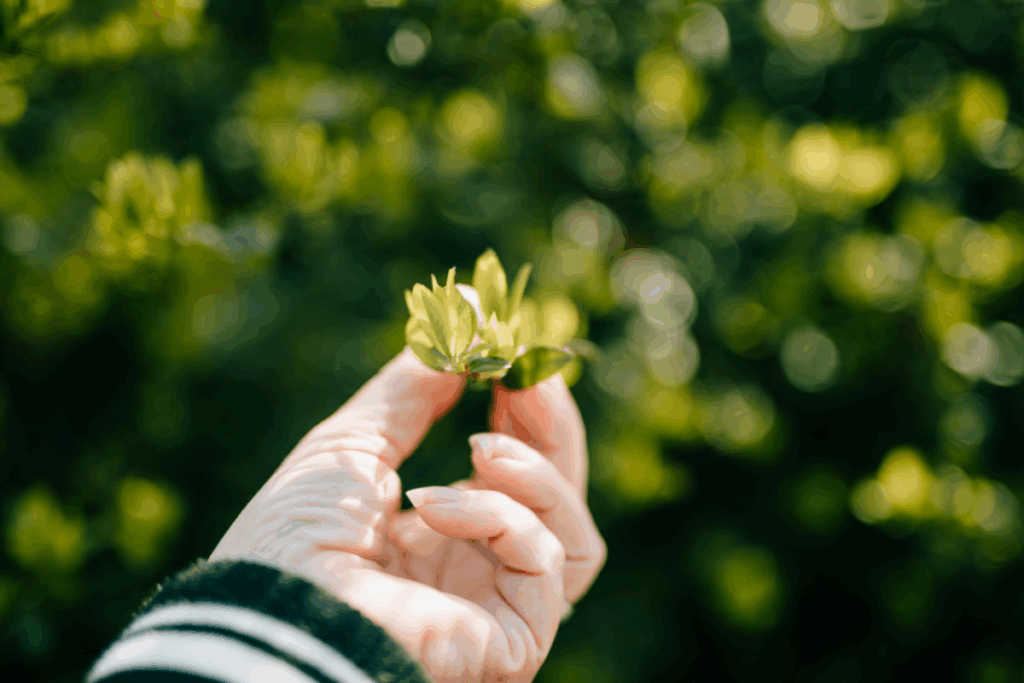 Edo Radici Felici: coltivare insalate a radici libere e reinventare l’agricoltura urbana