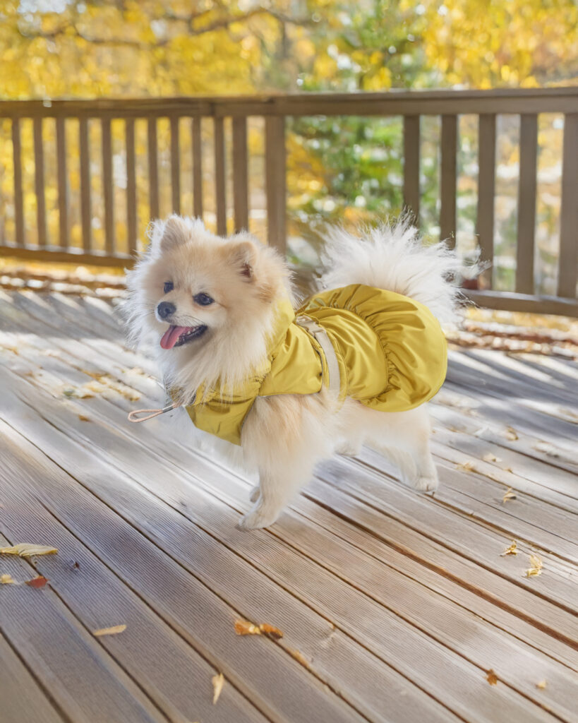 PetCreation, l’artigianato che mette al centro il benessere degli animali