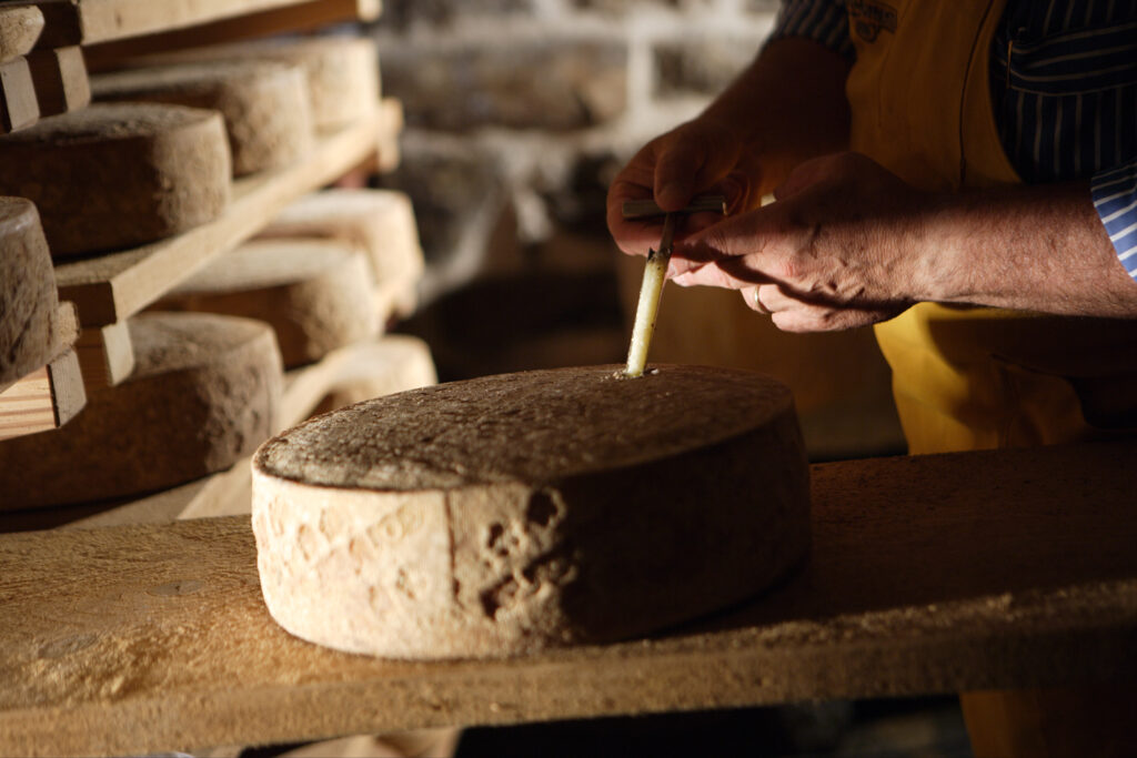 Nelle cantine di Arona, dove il formaggio “cresce”: ritratto di Guffanti
