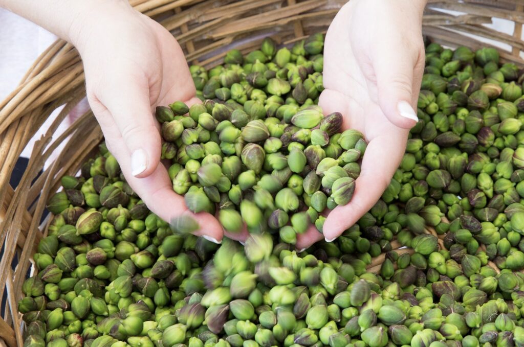 Italiana Caper sud, Lipari: il racconto di un sito che profuma di Eolie
