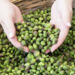 Italiana Caper sud, Lipari: il racconto di un sito che profuma di Eolie