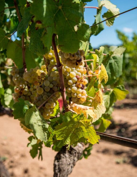 Cantina del Vermentino di Monti: dove la Gallura diventa vino